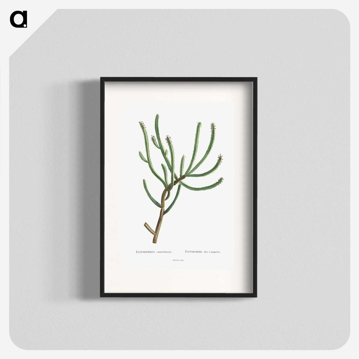 1-74_Histoire-des-Plantes-Grasses_blk