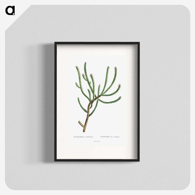 1-74_Histoire-des-Plantes-Grasses_blk