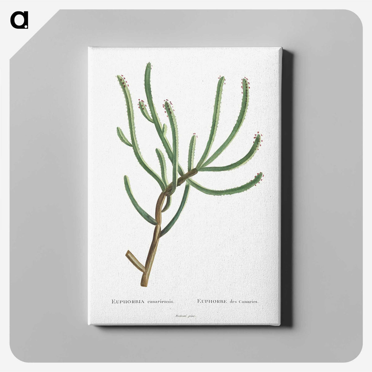 1-74_Histoire-des-Plantes-Grasses_canvas
