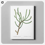 1-74_Histoire-des-Plantes-Grasses_canvas