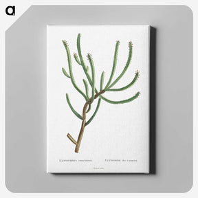 1-74_Histoire-des-Plantes-Grasses_canvas