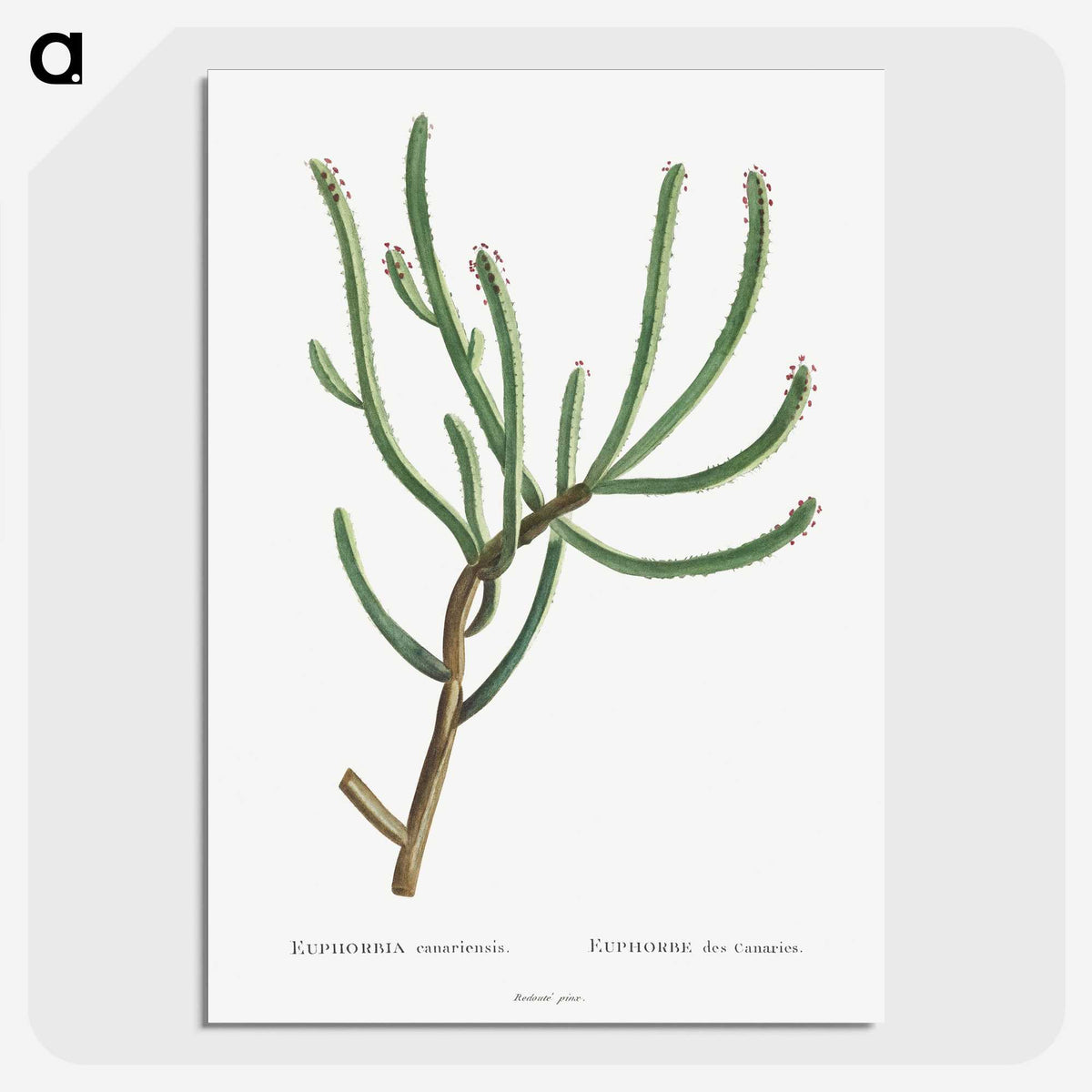 1-74_Histoire-des-Plantes-Grasses_picture-crop