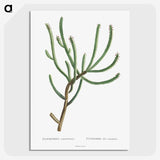 1-74_Histoire-des-Plantes-Grasses_picture-crop
