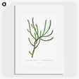 1-74_Histoire-des-Plantes-Grasses_picture