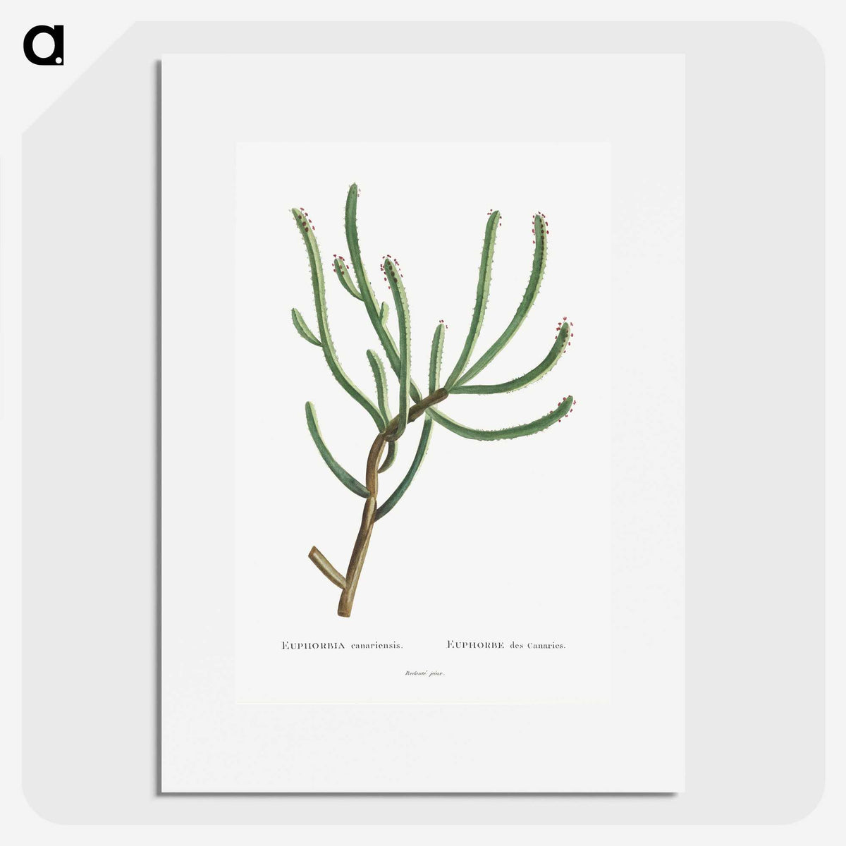 1-74_Histoire-des-Plantes-Grasses_picture