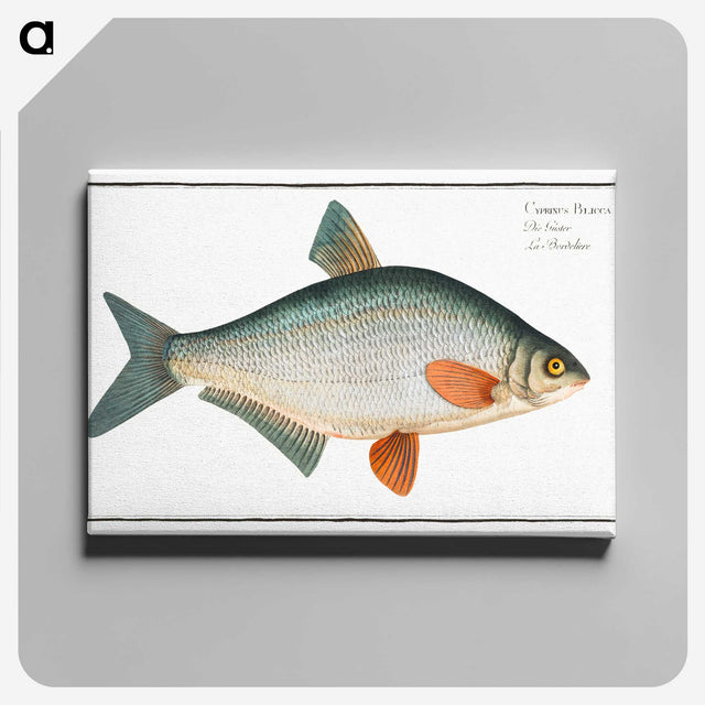 1-74_Ichtyologie-ou-Histoire-naturelle_canvas
