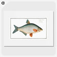 1-74_Ichtyologie-ou-Histoire-naturelle_picture