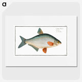 1-74_Ichtyologie-ou-Histoire-naturelle_picture