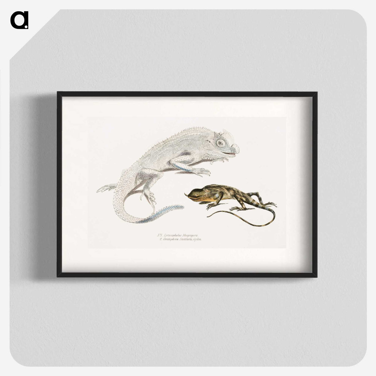 1-74_Indian-Zoology_blk