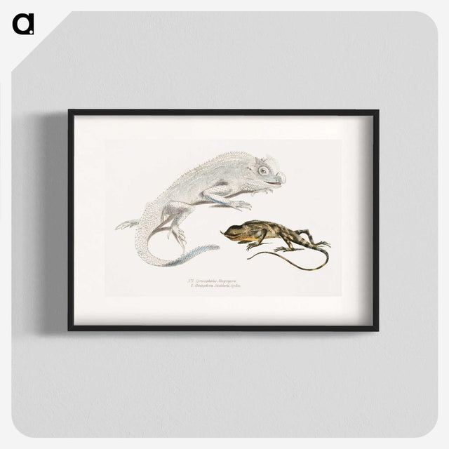 1-74_Indian-Zoology_blk