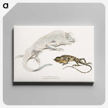 1-74_Indian-Zoology_canvas