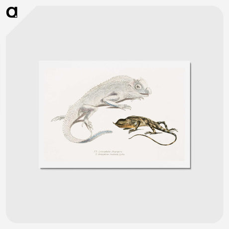 1-74_Indian-Zoology_hagaki