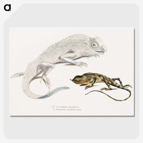 1-74_Indian-Zoology_picture-crop