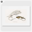 1-74_Indian-Zoology_picture