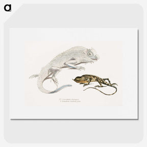 1-74_Indian-Zoology_picture