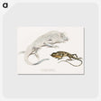 1-74_Indian-Zoology_postcard