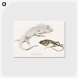 1-74_Indian-Zoology_postcard