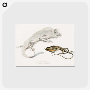 1-74_Indian-Zoology_postcard