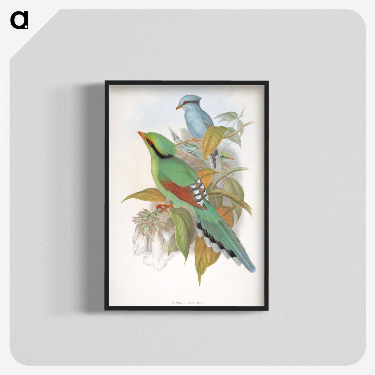 1-74_John-Gould_blk-crop