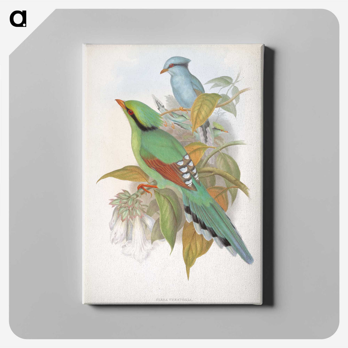 1-74_John-Gould_canvas