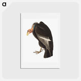アートポストカード-Californian Vulture
 - ジョン ジェームス オーデュボン Postcard.