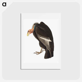 アートポストカード-Californian Vulture
 - ジョン ジェームス オーデュボン Postcard.