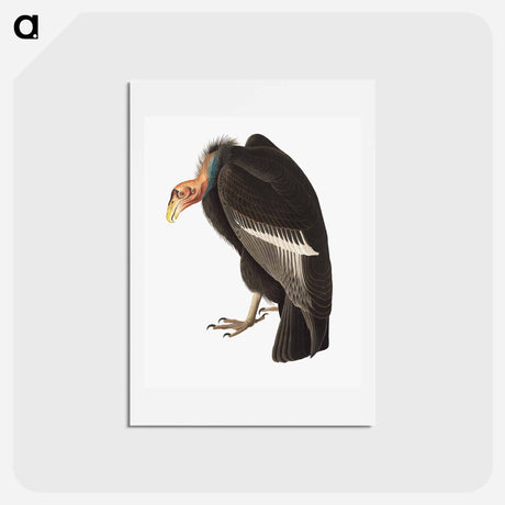 アートポストカード-Californian Vulture
 - ジョン ジェームス オーデュボン Postcard.