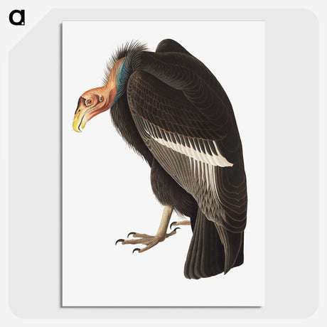 1-74_John-James-Audubon_picture-crop