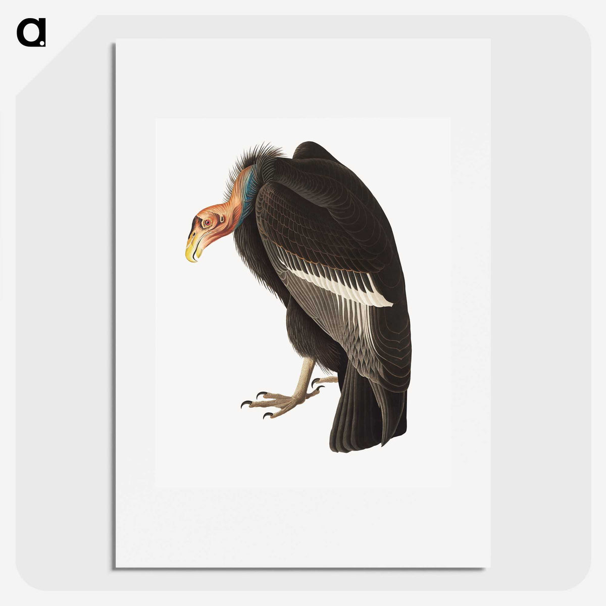 1-74_John-James-Audubon_picture