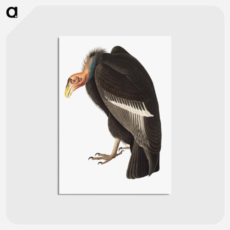 アートポストカード-Californian Vulture
 - ジョン ジェームス オーデュボン Postcard.