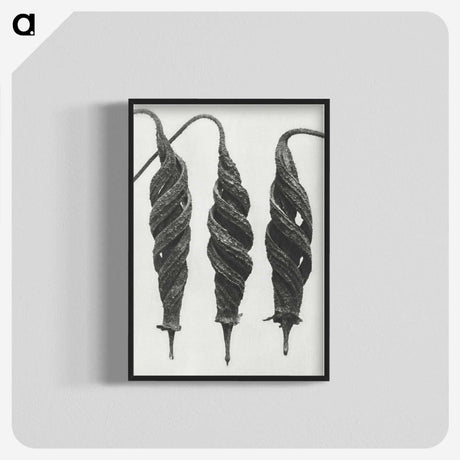 1-74_Karl-Blossfeldt_blk-crop