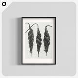 1-74_Karl-Blossfeldt_blk
