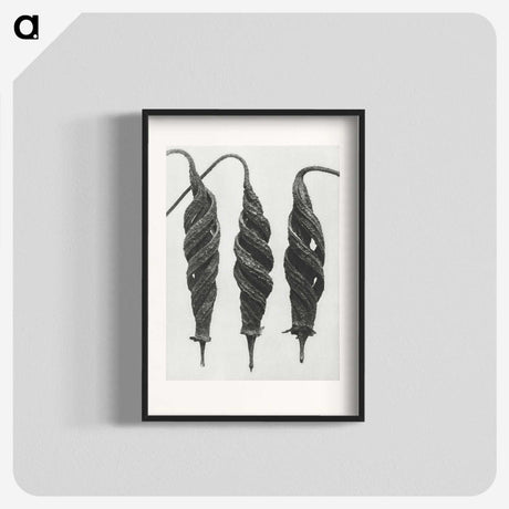 1-74_Karl-Blossfeldt_blk