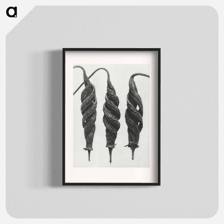 アートポスター-Cajophora Lateritia and Chili Nettle - カール ブロスフェルト Poster.