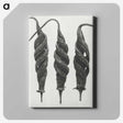 1-74_Karl-Blossfeldt_canvas