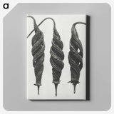 1-74_Karl-Blossfeldt_canvas