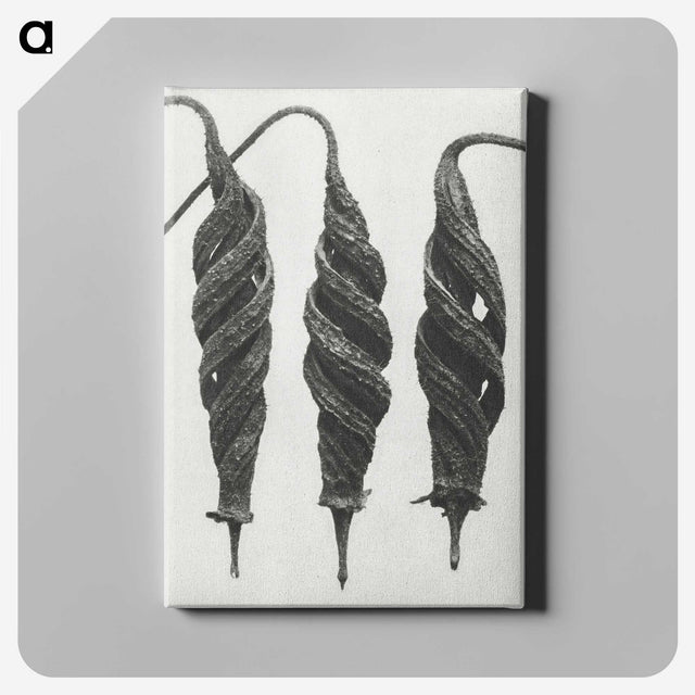 1-74_Karl-Blossfeldt_canvas
