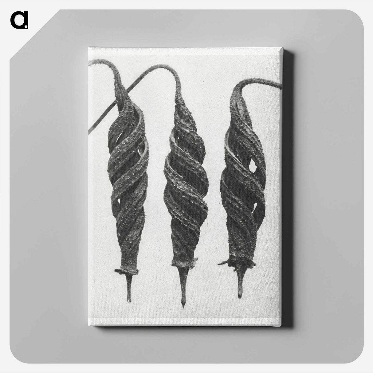 Cajophora Lateritia and Chili Nettle - Karl Blossfeldt Canvas.