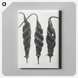 Cajophora Lateritia and Chili Nettle - Karl Blossfeldt Canvas.