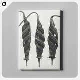 アートパネル-Cajophora Lateritia and Chili Nettle - カール ブロスフェルト Canvas.