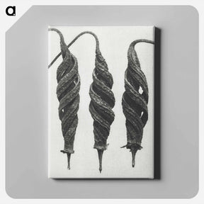 アートパネル-Cajophora Lateritia and Chili Nettle - カール ブロスフェルト Canvas.