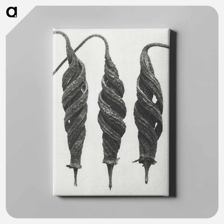 アートパネル-Cajophora Lateritia and Chili Nettle - カール ブロスフェルト Canvas.