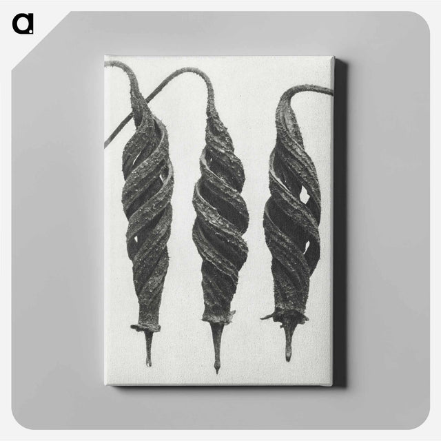 アートパネル-Cajophora Lateritia and Chili Nettle - カール ブロスフェルト Canvas.