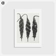 アートポストカード-Cajophora Lateritia and Chili Nettle - カール ブロスフェルト Postcard.