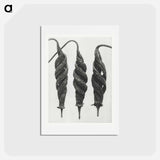アートポストカード-Cajophora Lateritia and Chili Nettle - カール ブロスフェルト Postcard.