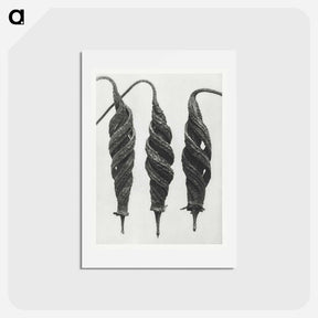 アートポストカード-Cajophora Lateritia and Chili Nettle - カール ブロスフェルト Postcard.
