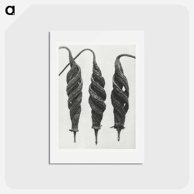 アートポストカード-Cajophora Lateritia and Chili Nettle - カール ブロスフェルト Postcard.