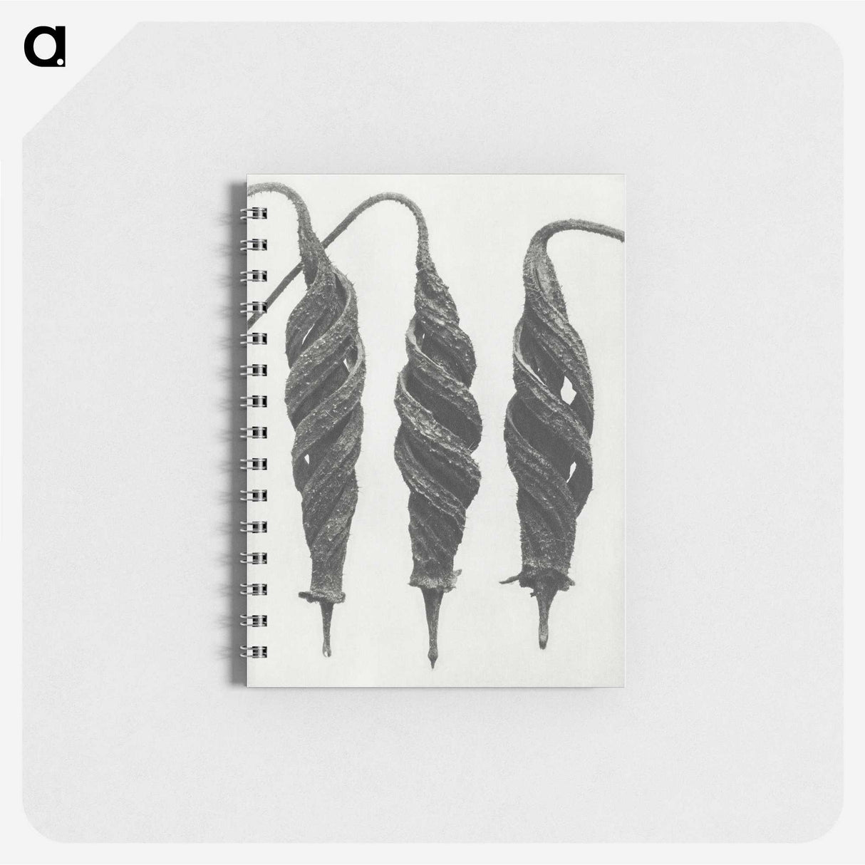 1-74_Karl-Blossfeldt_memo