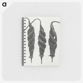 1-74_Karl-Blossfeldt_memo
