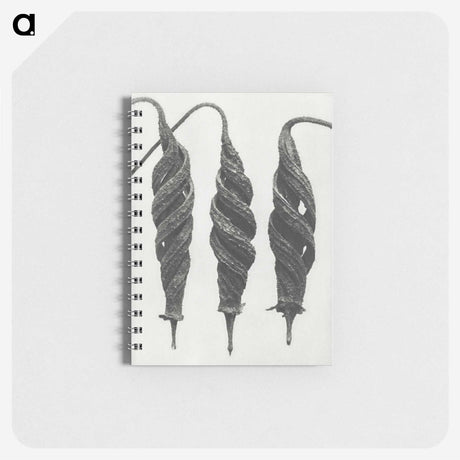 1-74_Karl-Blossfeldt_memo